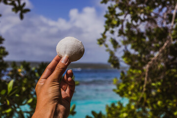 sea ​​shell on the beach