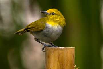Fototapeta premium The yellow-ringed white-eye (Heleia wallacei)