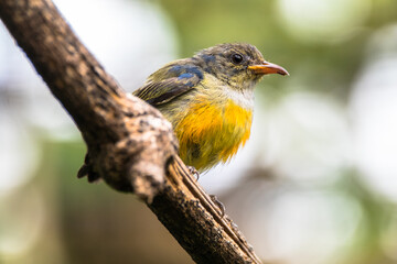 The orange-bellied flowerpecker (Dicaeum trigonostigma)