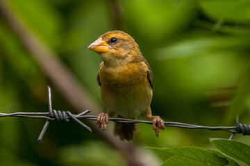 The streaked weaver (Ploceus manyar)