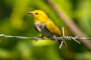 The yellow-ringed white-eye (Heleia wallacei)