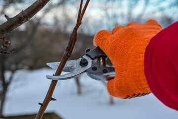 Pruning trees by pruning shears .