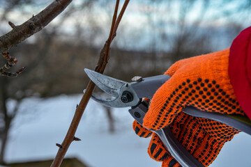 Pruning trees by pruning shears .