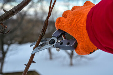 Pruning trees by pruning shears .