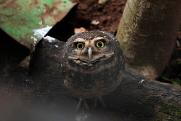Búho mirando fijamente con sus ojos amarillos