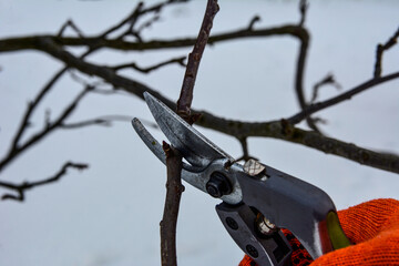 Pruning trees by pruning shears .