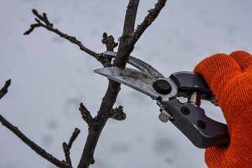 Pruning trees by pruning shears .