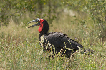 Southern ground hornbill - Bucorvus leadbeateri walking in green grass. Photo from Kruger National Park in South Africa.