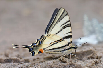 Beautiful butterfly (Iphiclides Podalirius  ) sit on wet sand and drink water.
This is the process of nutrition with minerals that are dissolved in this very soil.

