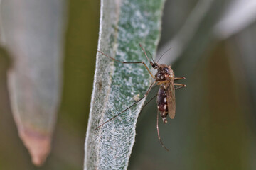 A mosquito is resting on a green leaf of grass. 
Male and female mosquitoes feed on nectar and plant juices, but females can suck animal blood.
