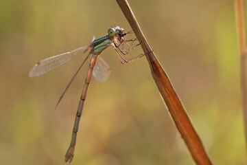 A dragonfly (Coenagrionidae) sits on grass stalk and eats its prey. Species from the subfamily Lestinae rest with their wings partially open.