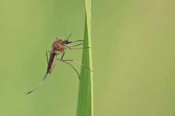A mosquito is resting on a green leaf of grass. 
Male and female mosquitoes feed on nectar and plant juices, but females can suck animal blood.
