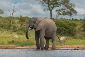 Fototapeta na wymiar African bush elephant - Loxodonta africana also known as African savanna elephant drinking water. Photo from Kruger National Park in South Africa.