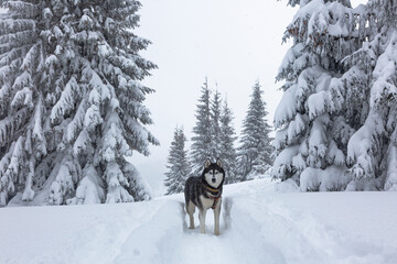 Beautiful siberian husky dog with blue eyes happy in the snowy forest