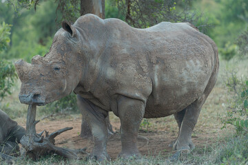 Naklejka premium Southern white rhinoceros, southern white rhino or square-lipped rhinoceros - Ceratotherium simum simum dehorned at Kruger National Park in South Africa.