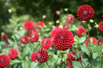 Red Ball Dahlias Garden Sunlight © Ambernila