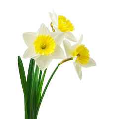 Spring floral border, beautiful fresh daffodils flowers, isolated on white background. Selective focus
- 569314586