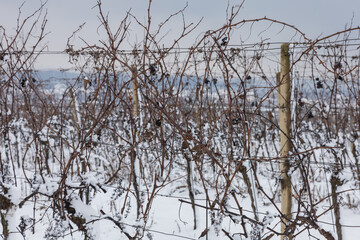 Winter landscape of snowy vineyard. Grapes in the vineyard covered with snow.