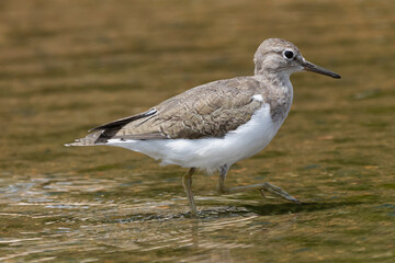 Common sandpiper - Actitis hypoleucos wading in water. Photo from Kruger Nationa Park in South Africa.