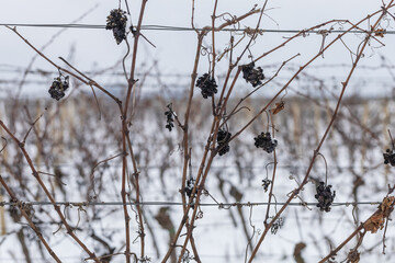 Winter landscape of snowy vineyard. Grapes in the vineyard covered with snow.