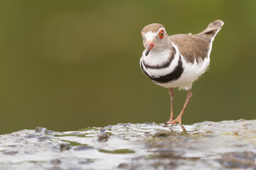 Three-banded plover, or three-banded sandplover - Charadrius tricollaris wading in water. Photo from Kruger National Park in South Africa. Copyspace on left side.