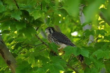 bird on branch 