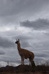 llama in the mountains © Gianfranco