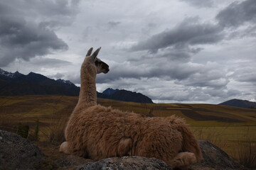 llama in the mountains © Gianfranco