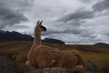 Deurstickers llama in the mountains © Gianfranco