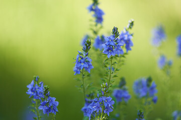 Picturesque blue Veronica flowers on a beautiful green background.  Copy space.