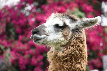 llama in the zoo © Gianfranco
