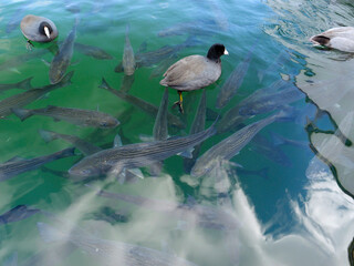 Wild animals and fish in Lake Mead