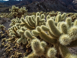 Cholla Cactus on desert landscape