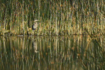 bird in the reeds