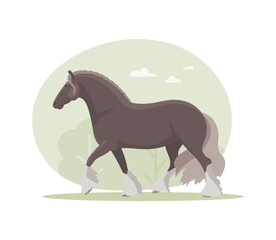 Irish Cob horse on a walk, Flat cartoon vector illustration