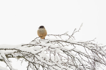 A small bird with a red breast and a black head..The finch sits on a snow-covered branch. winter background