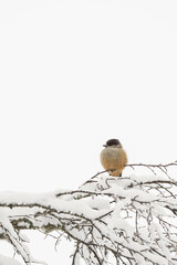 A small bird with a red breast and a black head..The finch sits on a snow-covered branch. winter background