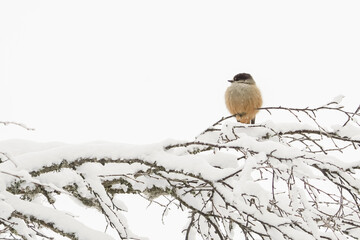 A small bird with a red breast and a black head..The finch sits on a snow-covered branch. winter background