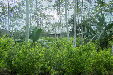 Plantation of illicit crops, coca leaf plant used for the production of narcotics.