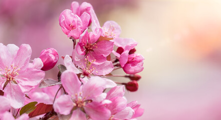 Fototapeta na wymiar Beautiful cherry tree blossoms in sunlight spring. Pink bright sakura flowers, tender romantic image of spring beginning. Spring background, branches of blossoming cherry in nature