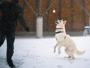 Dog plays with snow in winter