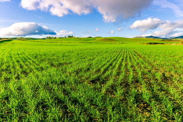 Fototapeta na wymiar Scenic view at beautiful spring day in a green shiny field with rows of young salad growing sprouts , deep blue cloudy sky on a background , summer valley landscape