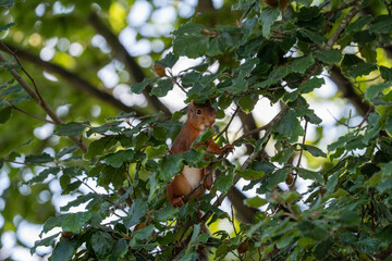 squirrel in the tree