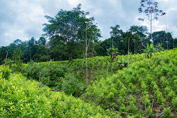 Illicit crops in Colombia, coca leaf plants for the production of narcotics.