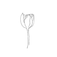 Tulip flower continuous line drawing. One line art. minimalism sketch, idea for invitation, design of instagram stories and highlights icons