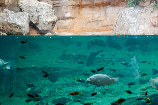 Fishes and Corals inside a Big Blue Aquarium Tank