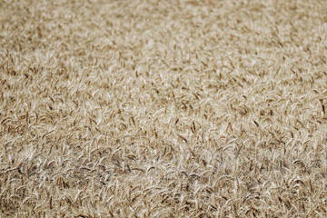 View of a rye field on a summer day, partly out of focus