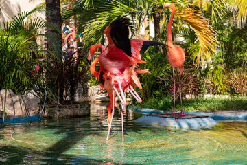 Costa Maya, Flamingos auf der karibischen Insel Yucatan in Mexiko.