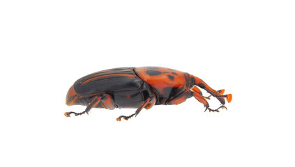 The palm weevil beetle isolated on white background, Rhynchophorus ferrugineus