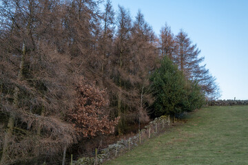 Trees planted next to grazed upland pasture.
Trees planted on farmland.
Grazed pasture.